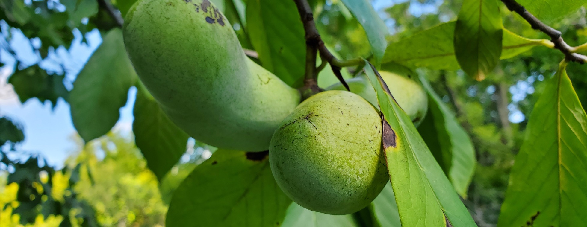 Saturday Summer Series: Growing a Native Food Forest